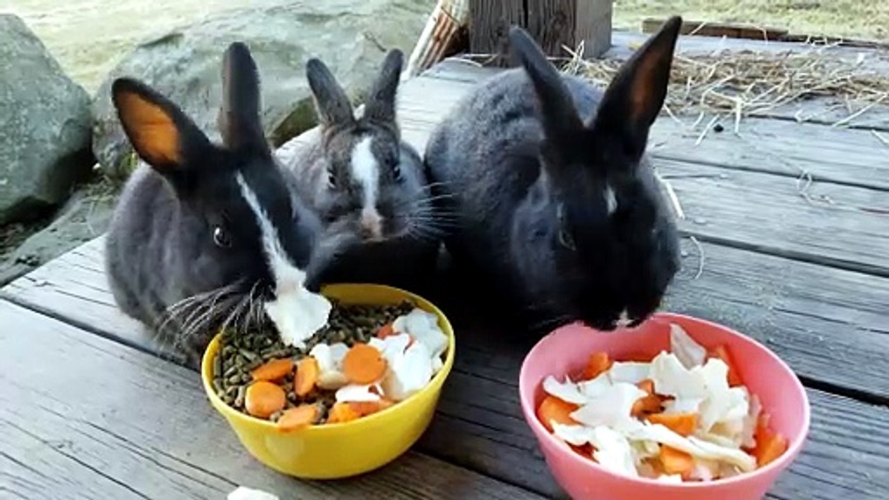 Lunch time with the void floofs. | #SparklegleamFarm #Bunny #homestead #rabbit #farmanimals #cute