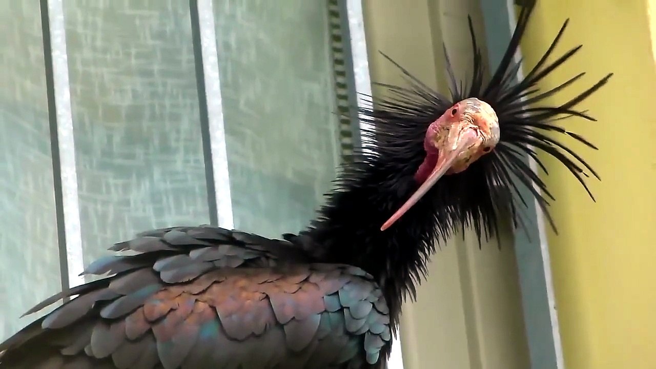 L'ibis eremita si concede ai curiosi a Beduzzo Video