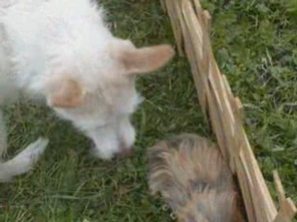 Vanie et momo