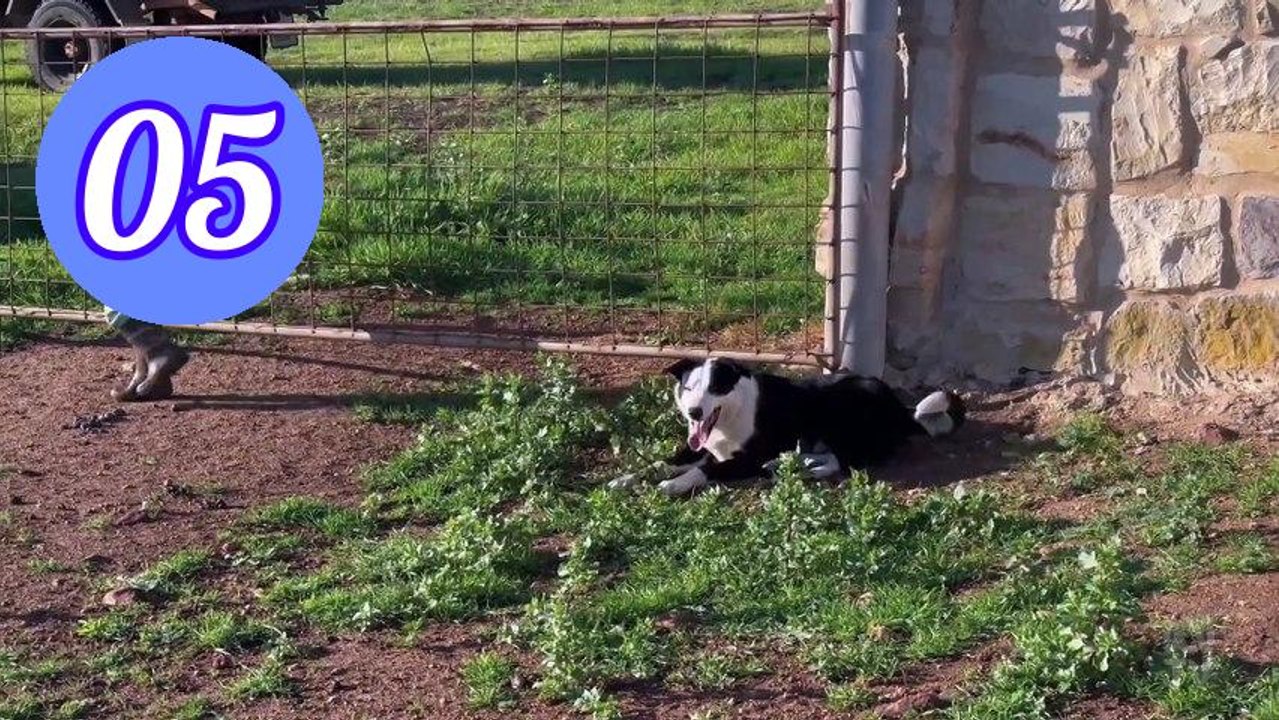 Muster Dogs S04E05 Episode 5 Engsub