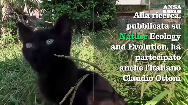 I gatti, padroni del mondo da sempre