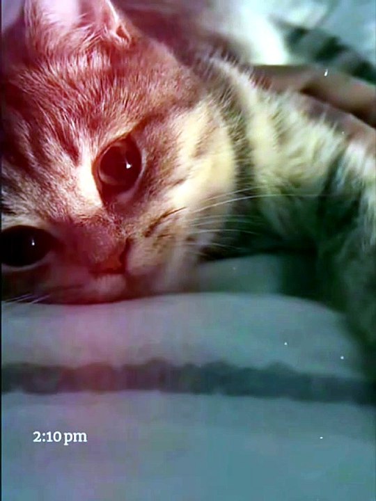 Tiny Kitten Eyes That Will Melt Your Heart 😻✨