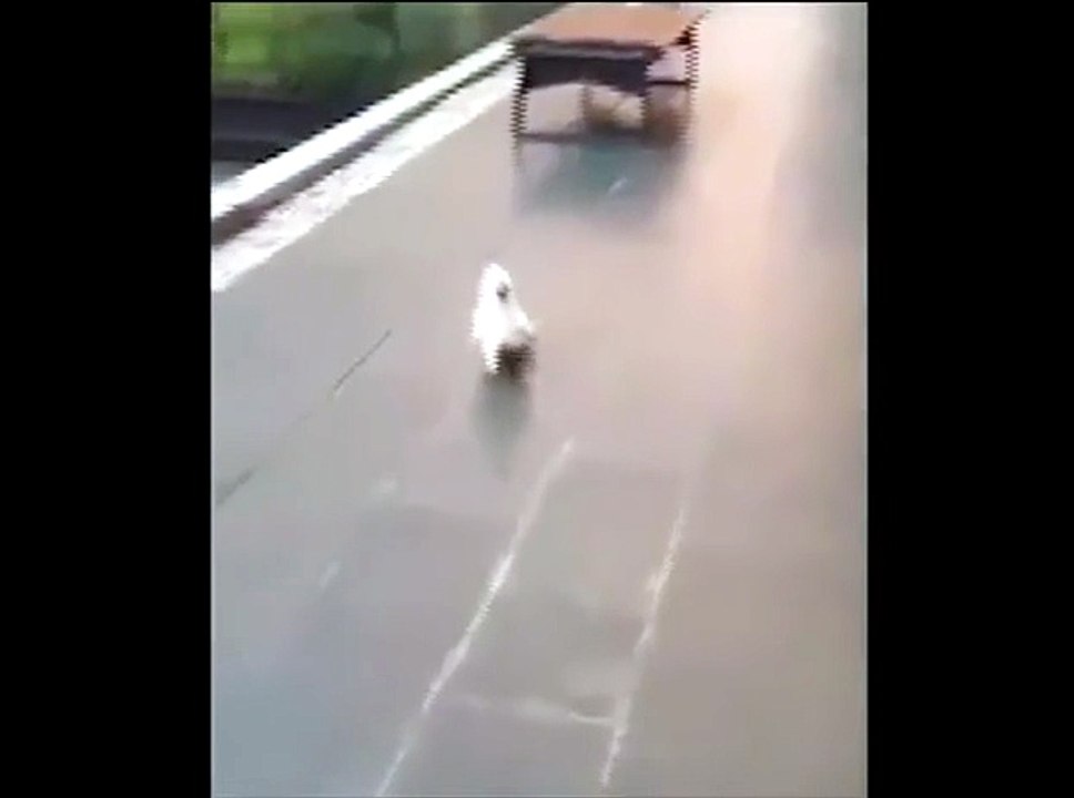 Il pappa"cane"