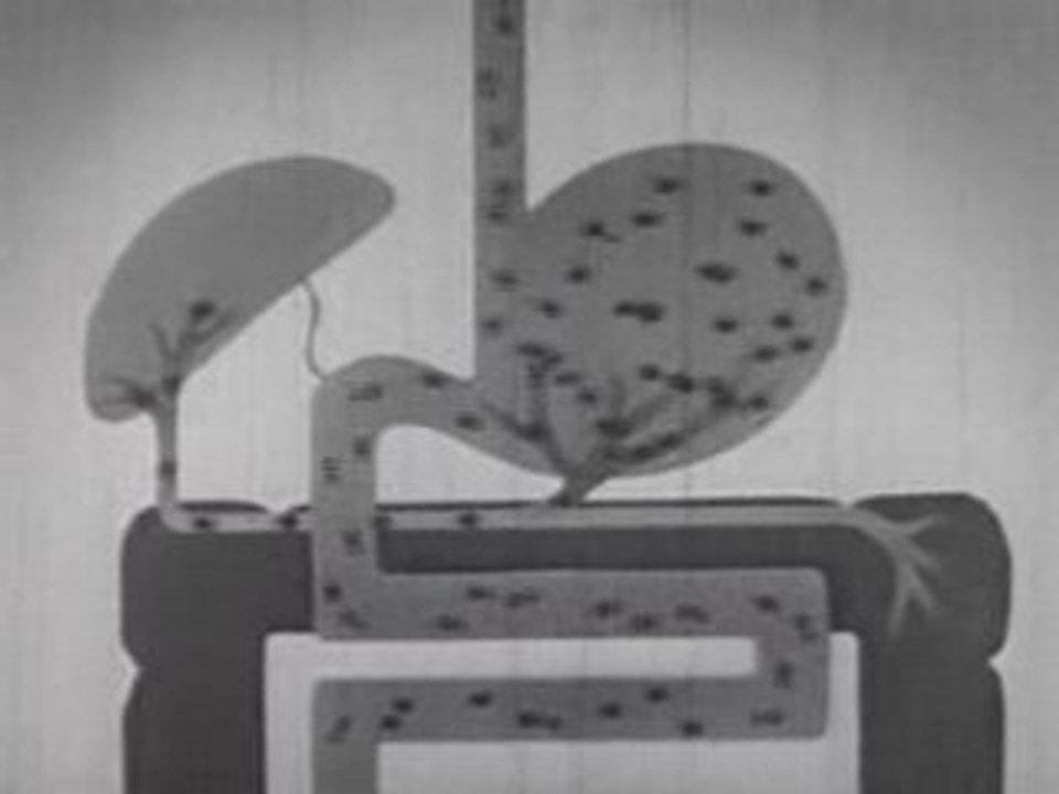 Alcohol and the Human Body: Alcoholism Symptoms from 1949