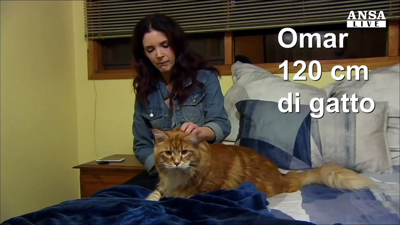 Omar, 120 cm di gatto