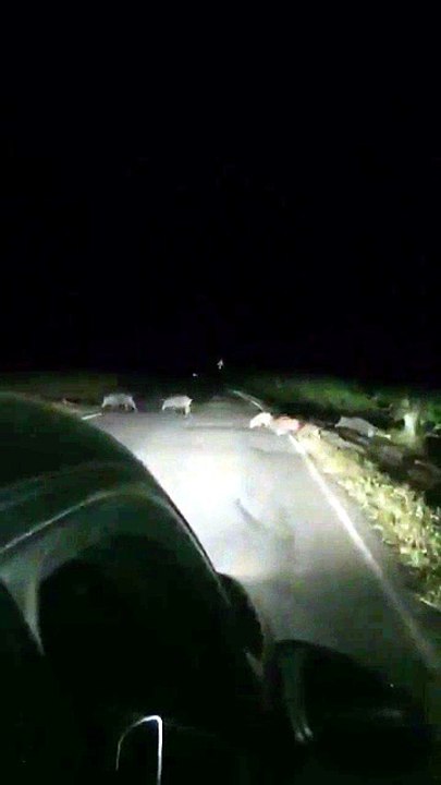 Attenzione, attraversamento cinghiali. Riuscite a contarli tutti? Video
