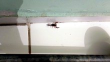 Escorpião Marrom