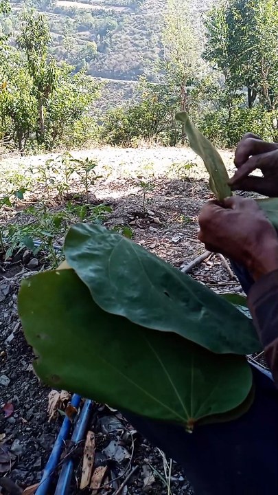 Pahadi village lifestyle #making cap from leaves