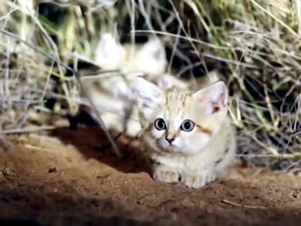 Gatti delle sabbie filmati per la prima volta
