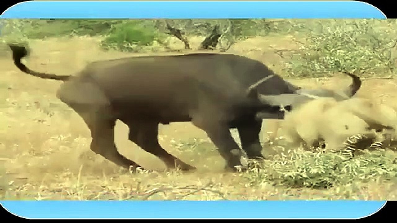I leoni attaccano un bufalo. Ma arrivano i rinforzi