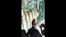 Scott Baldwin mette la mano dentro la gabbia per accarezzare un leone: azzannato