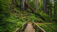 Redwood National Park 4K 60fps: James Irvine Trail