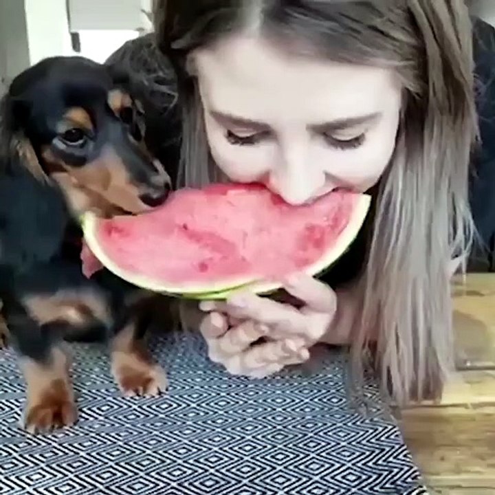 Un cane goloso... di anguria