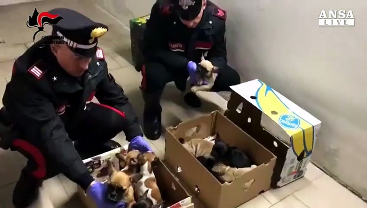 Traffico cani, cuccioli sequestrati a Reggio Emilia