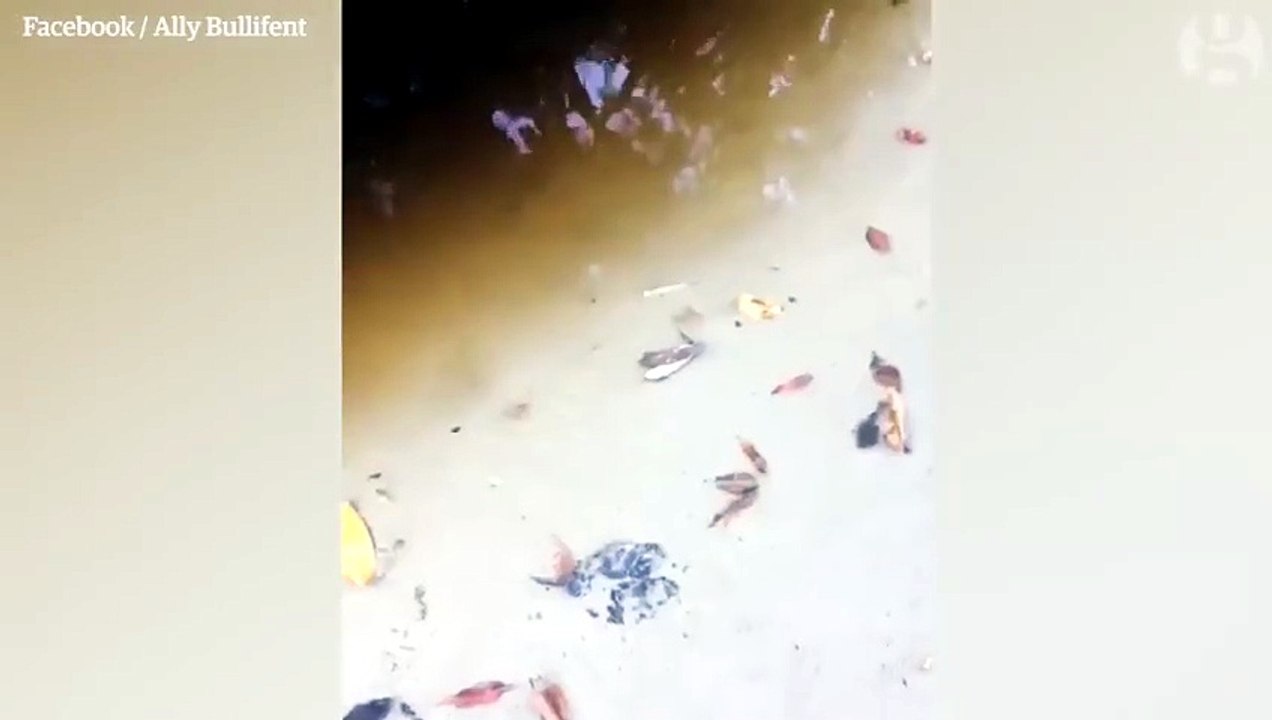 Passeggia sulla spiaggia: aggredita da un coccodrillo