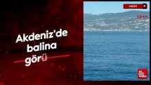 Akdeniz'de balina görüldü