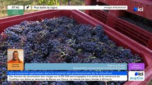 01/06/2026 - ici matin par ici Bourgogne en vidéo