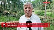 Kütahya’da doğa felaketi! Asırlık çamlar tek tek devrildi