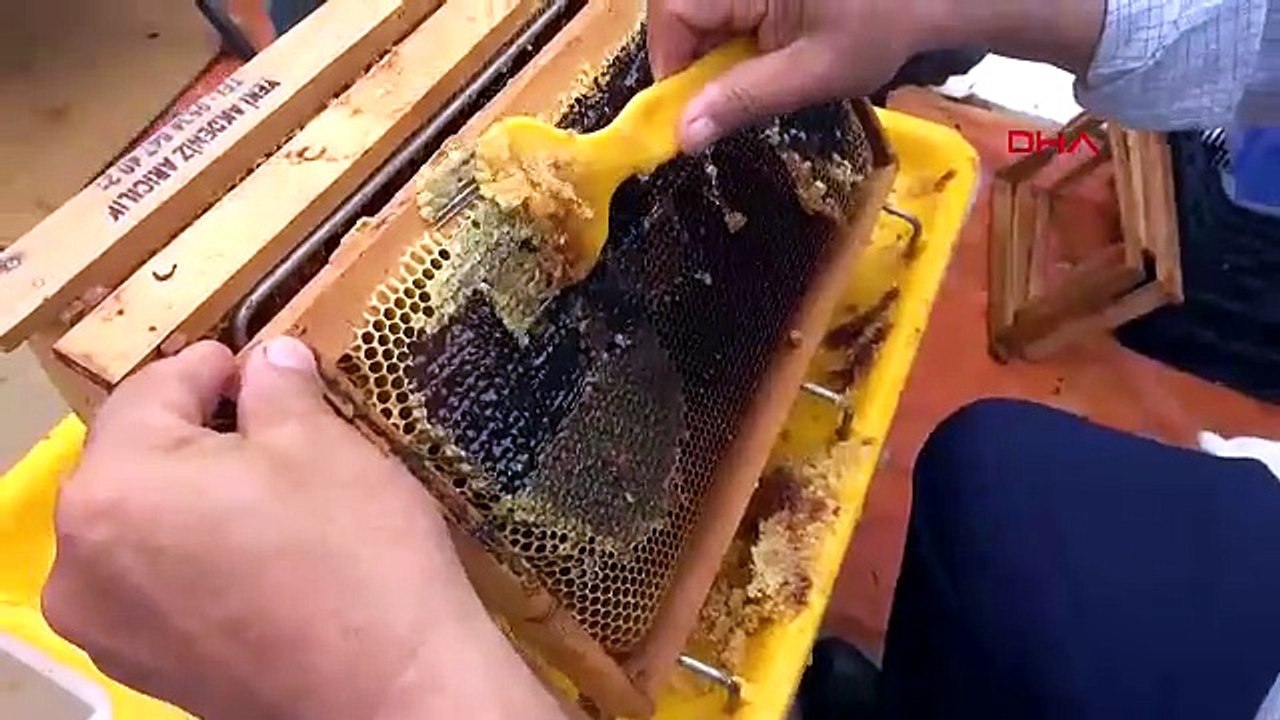 Türkiye'nin eşsiz lezzeti acı altınında hasat başladı! Kilosu 1.000 TL'ye satılıyor