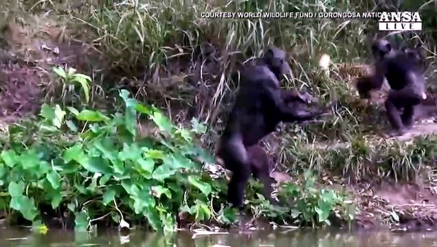 Guerre africane killer anche per gli elefanti