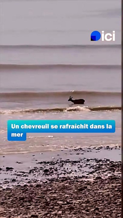 Un chevreuil se rafraîchit en mer en pleine canicule