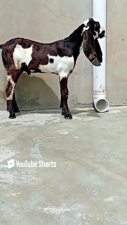 Beautiful Bakra #pakistan #cow #viralvideo