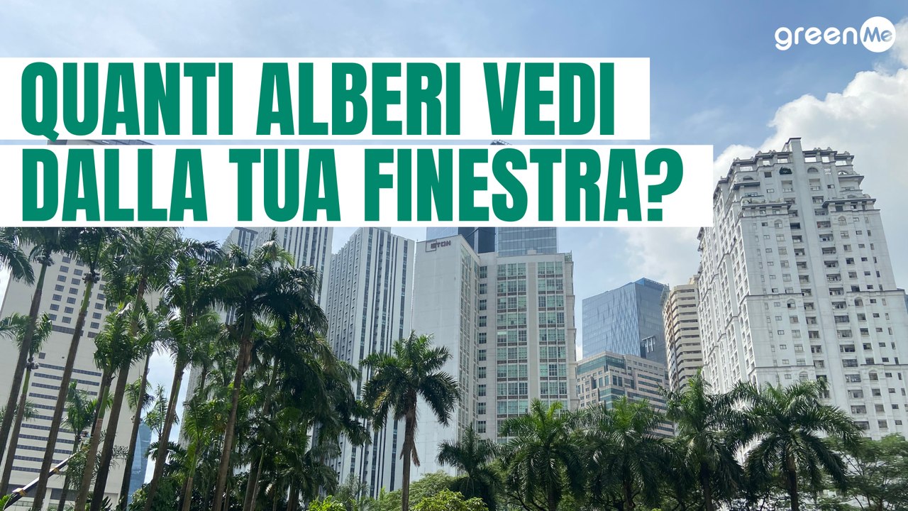 Quanti alberi vedi dalla tua finestra?