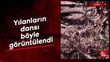 Aydın'da yılanların dansı böyle görüntülendi