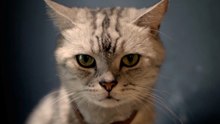 What Your Cat's Triarchic Psychopathy Score Means