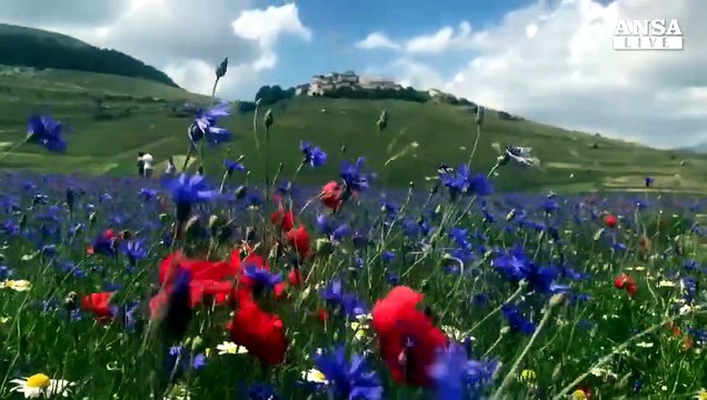 A Castelluccio di Norcia lo spettacolo della fioritura