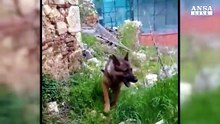 Muore avvelenato Kaos, il cane-eroe di Amatrice