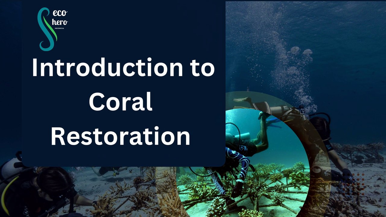 Introduction to Coral Restoration