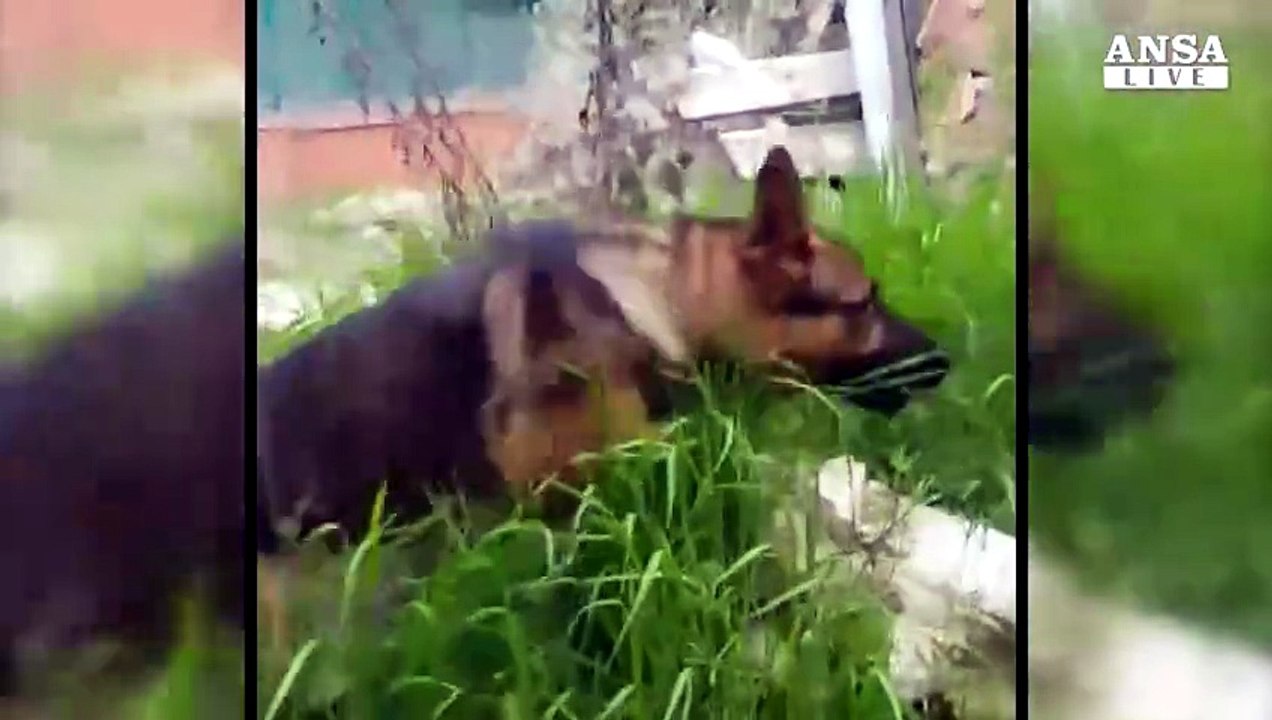 Sisma: trovato morto avvelenato cane-eroe di Amatrice
