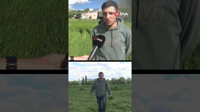 Sivas'ta Kuvvetli yağış sonrası arpa ve yulaf ekili araziler zarar gördü