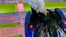 Majestic Roosters in Cinematic Motion