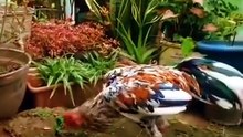The Art of Fighting Roosters | Cinematic Chicken Showcase
