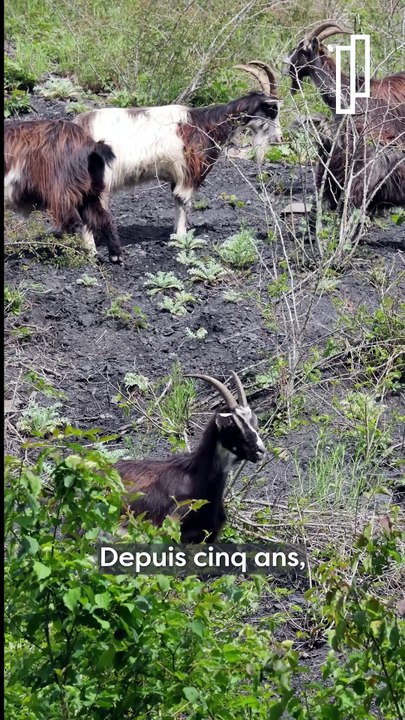 Les boucs, jardiniers des terrils de Loos-en-Gohelle