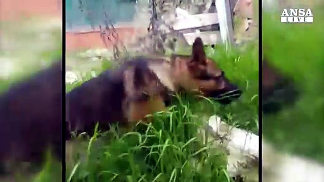 Sisma: trovato morto avvelenato cane-eroe di Amatrice