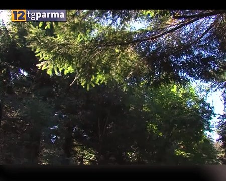 Foreste: via al nuovo regolamento per la manutenzione dei boschi