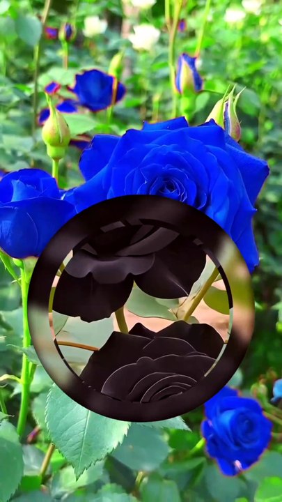Black Rose