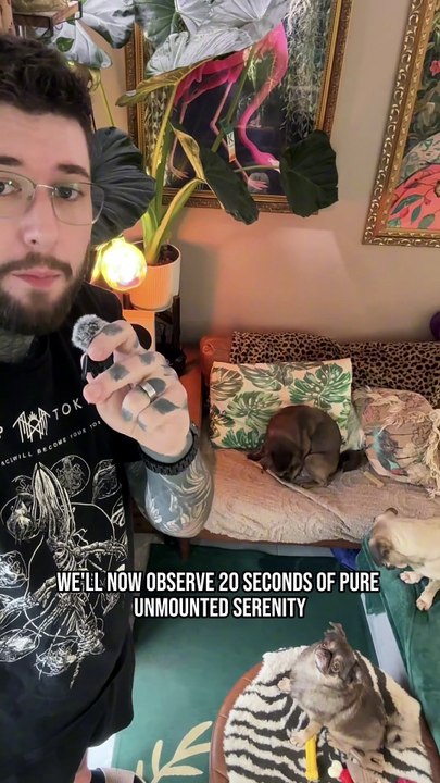 Pug kingdom bulletin