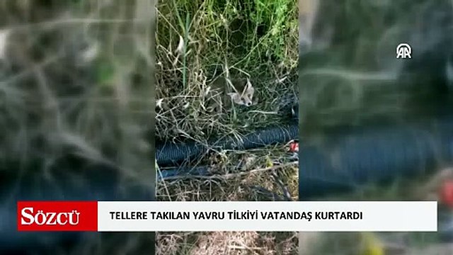 Amasya'da tellere takılan yavru tilkiyi vatandaş kurtardı