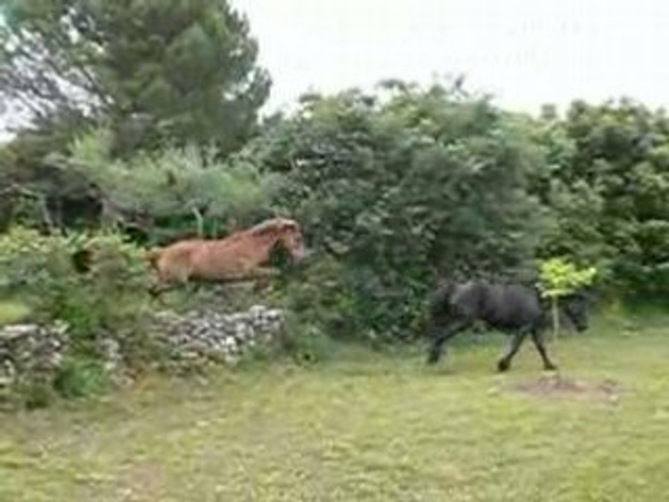 Cavalcade