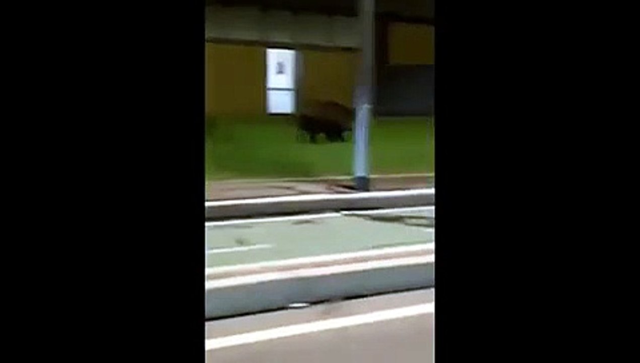 11 novembre  cinghiale