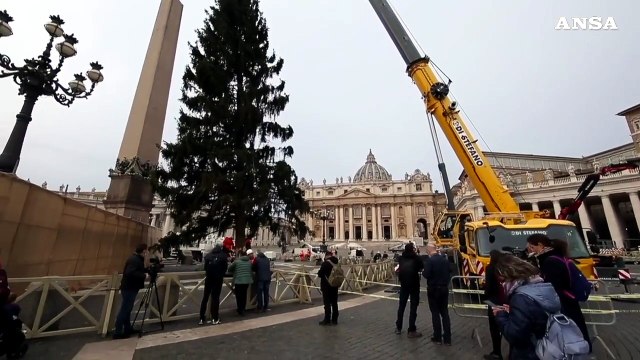 Roma, in piazza San Pietro iniziano i lavori per l'albero di Natale