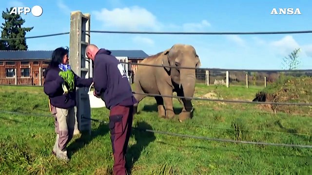 Francia, apre la prima casa di riposo in Europa per gli elefanti di zoo e circhi