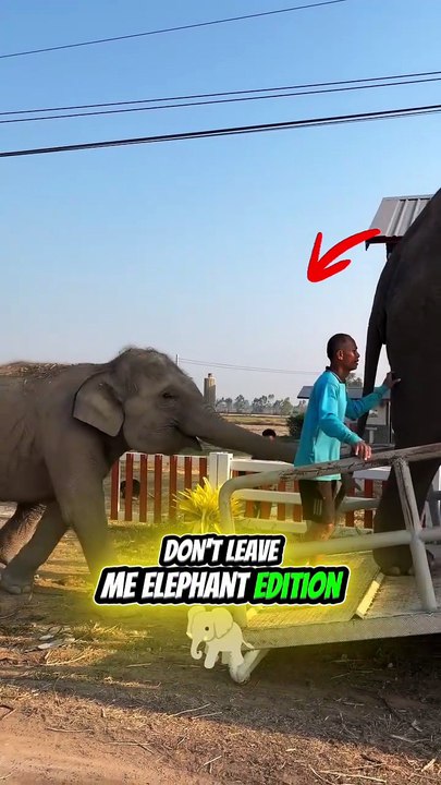 Elephant lifts a human using only 1 trunk!!!