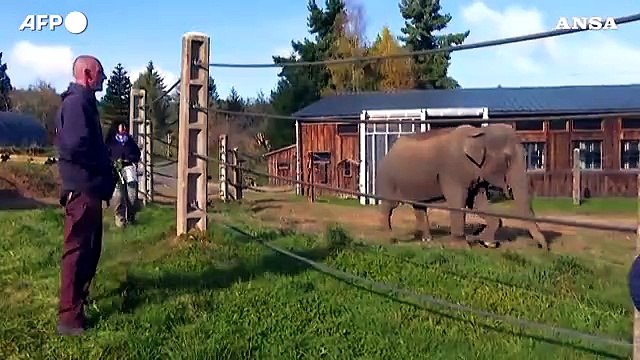 Francia, apre la prima casa di riposo in Europa per gli elefanti di zoo e circhi