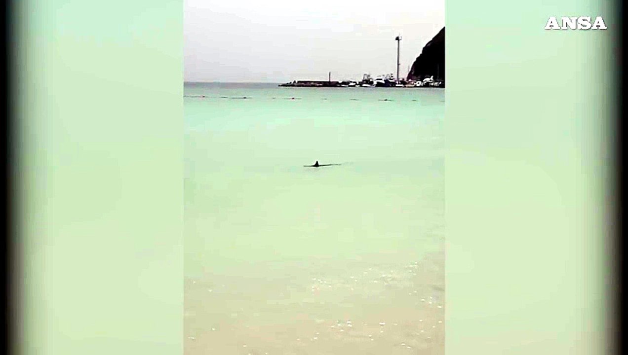 Cagliari, squalo verdesca nuota vicino a riva al Poetto
