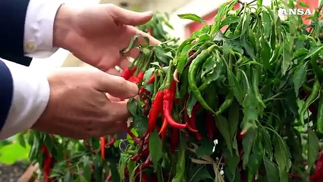 Roma, taglio del nastro per il bio-orto innovativo sul tetto della Fao